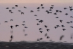 冬候鸟抵达鄱阳湖