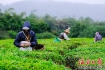白沙：茶园采茶忙