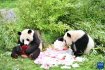 大熊猫双胞胎生日