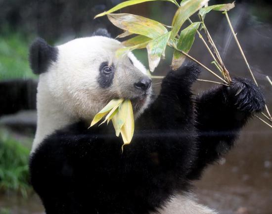 6月10日，上野动物园展示“香香”的园内生活 图丨时事通讯社