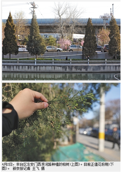 北京拟增种圆柏引市民忧“易过敏” 专家建议少种|圆柏|花粉|过敏_新浪新闻