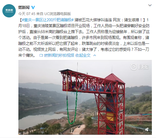 景区让200斤肥猪蹦极 网友:不如一刀来个痛快