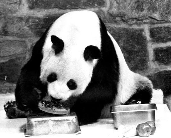 这个萌宝今回国 美国粉丝:你在华盛顿永远有个