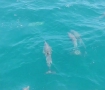200余只海豚伴游逐浪嬉戏