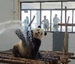 原来淋浴中的大熊猫如此活泼