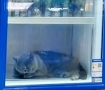 猫咪跳进冰箱避暑