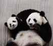 熊猫幼崽抢妈妈胡萝卜被拒