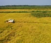 湖北巨型稻丰收