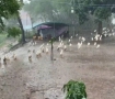 鸭群在暴雨中集体淡定淋雨