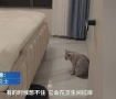 扫地机器人把狗屎抹满屋