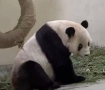 大熊猫团团皮毛会做标本