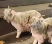 两只小羊逃出烤羊店成网红