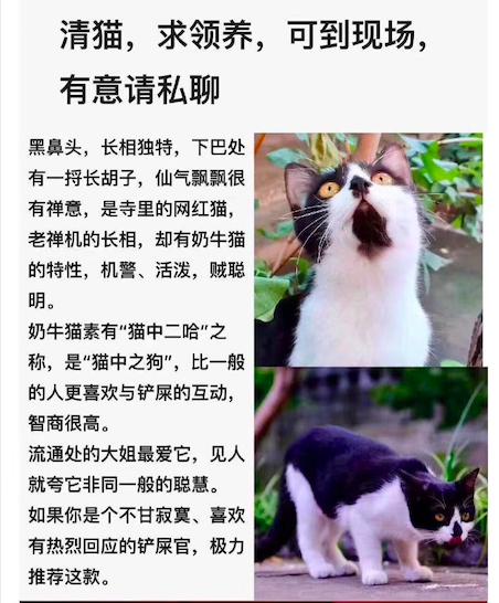 昨天流传的领养猫的链接截图