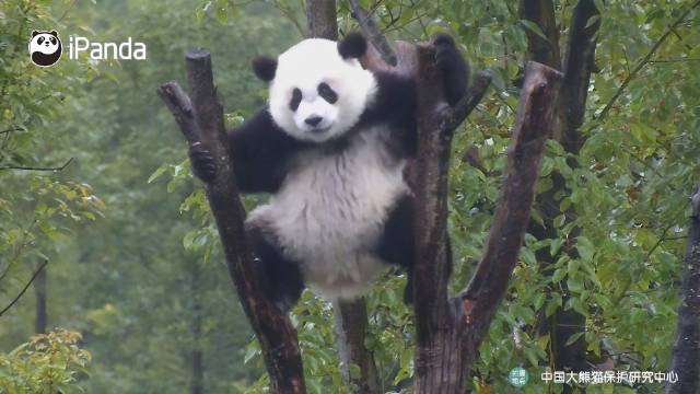 大熊猫有攻打性吗