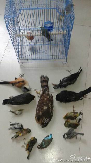 举报人@華仔-茶隼 发布的何某“贩卖鹰隼”相关证据