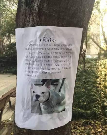 奇葩寻狗启事我家狗智商极低你吃不消图