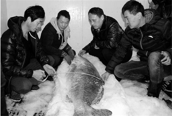 就是这个大家伙。