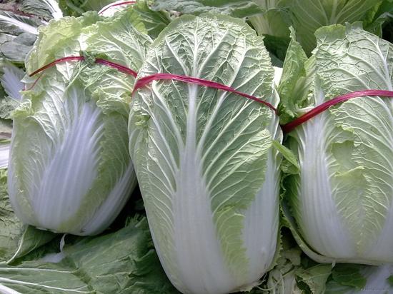 中国大白菜