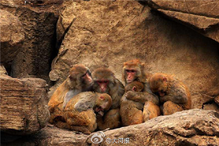 动物园猩猩抱团取暖