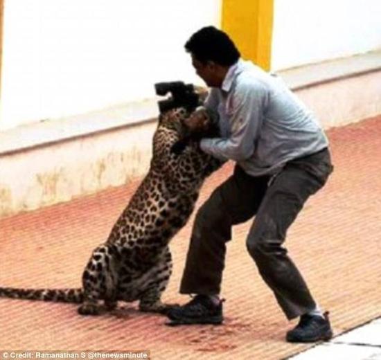 豹子扑向这名男子，男子手中只有望远镜。