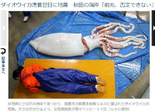 日本秋田县海岸发现的大王鱿鱼尸体(图片来源:台湾东森新闻云网站)