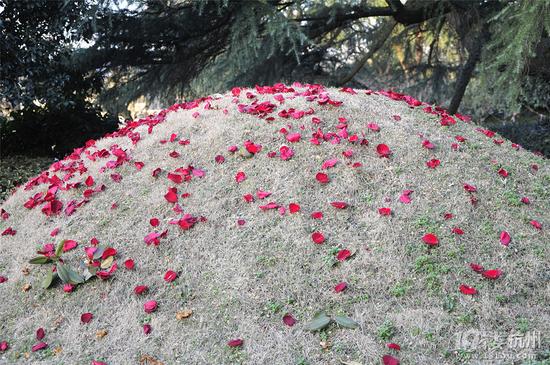 情人节刚过，杭州西湖边武松墓坟头被撒满玫瑰花瓣。资料图
