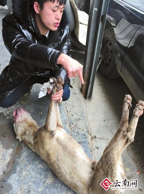 伤人狗狗突然死亡，狗主人认为它此前被打伤。