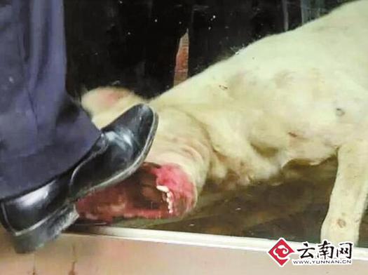 真凶，隔着玻璃门还想咬人