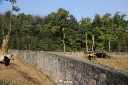 将赴韩国的大熊猫