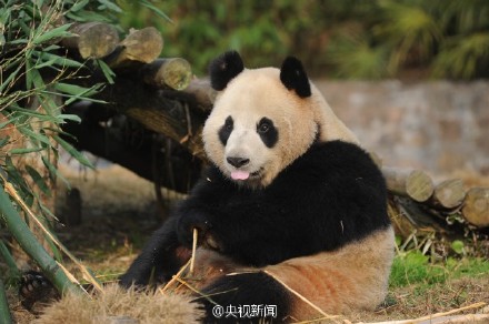 将赴韩国的大熊猫