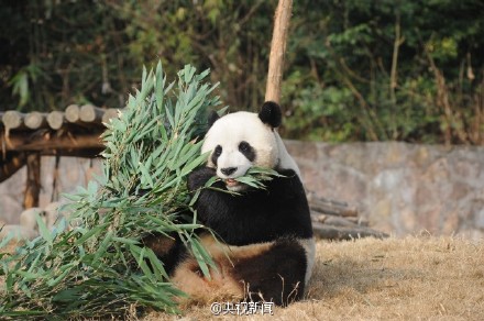 将赴韩国的大熊猫