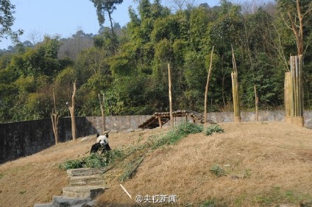 将赴韩国的大熊猫