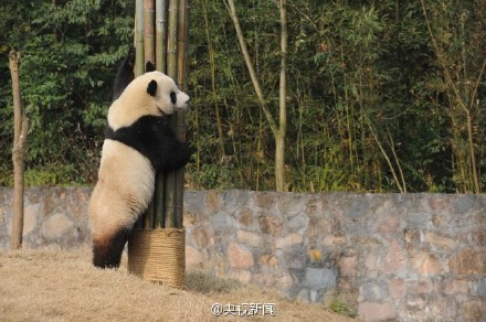 将赴韩国的大熊猫