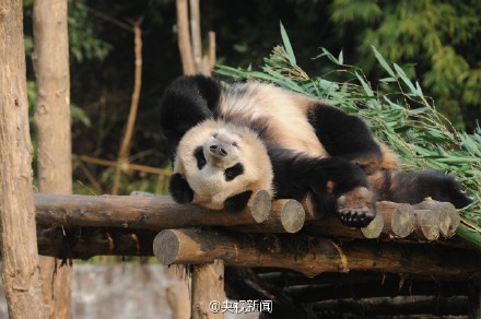 将赴韩国的大熊猫