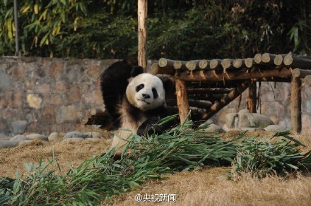 将赴韩国的大熊猫