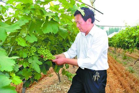 朱伟辞去全国人大代表职务被称中原平坟第1人