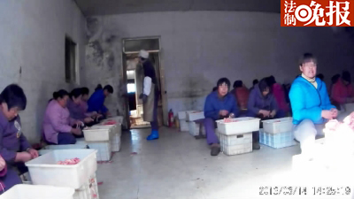 在山东龙口申河食品公司厂房内，女工未穿工作服，不戴手套、口罩手撕鱿鱼丝