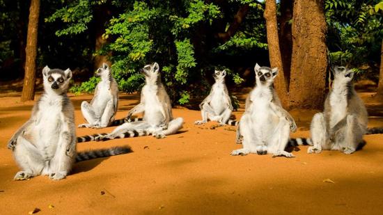 资料图片：环尾狐猴