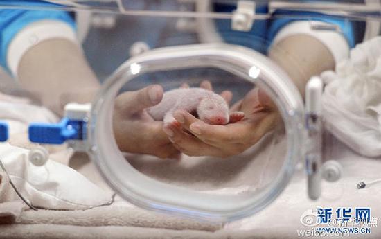 新出生的熊猫宝宝