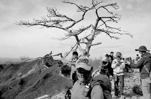 　4月份时，“迎客松”已枯死。