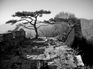 “迎客松”原貌