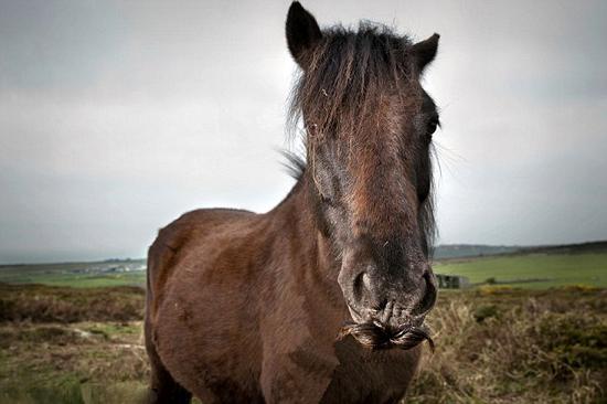 小野马吃烧焦金雀花"长出"八字胡(图)