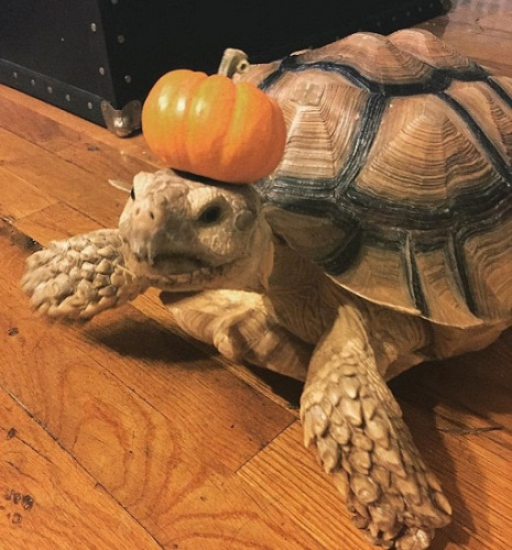 非洲乌龟宠物亨利(Henry)