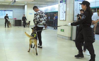 警犬嗅出携带违禁品的“嫌疑人"