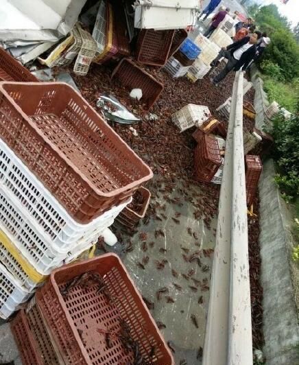 高速上4千斤虾翻车遭哄抢警察帮捡虾手被夹肿