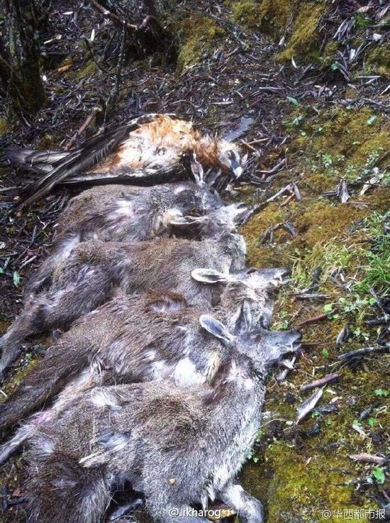 四川20多只野生林麝被捕杀警方列为重大刑事案