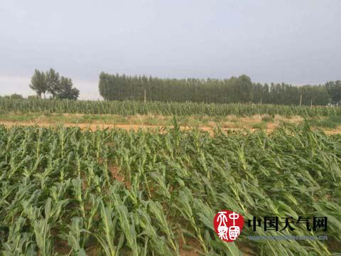 6月30日盐山县千童镇玉米大面积倒伏