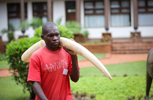 资料图片：2016年4月6日，在肯尼亚内罗毕，工作人员搬运待焚毁的象牙。