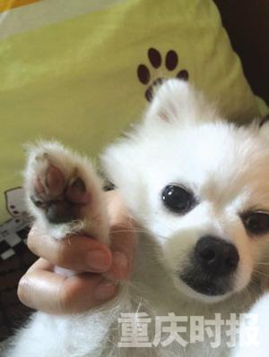 小狗高温下散步被烫伤脚