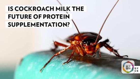 印度科学家发现“蟑螂奶”